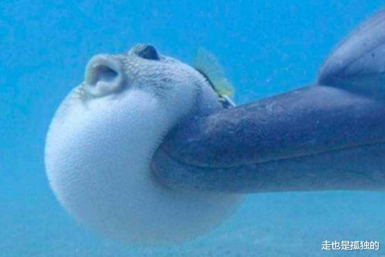 化石|自然界只有两种动物交配有快感：一个是人类，另一个欲望上瘾！