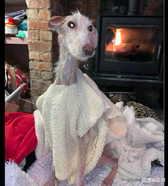 瘦成皮包骨的狗被遗弃在路边，车主想挖坑埋了，才发现它还有呼吸