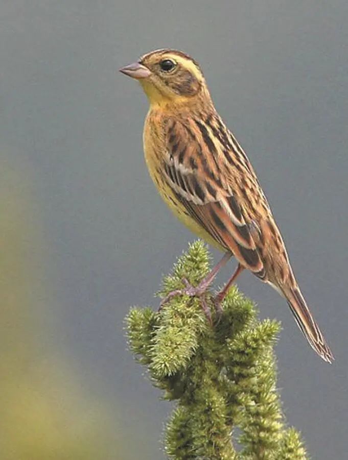 青海|东莞三地发现世界级“极危”鸟类禾花雀!数量为近年之最!