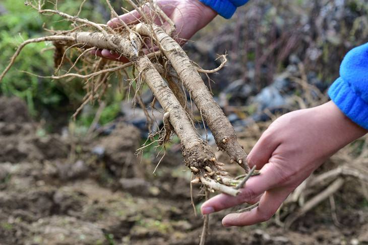肝脏|肝脏的“黄金水”，一天喝3次，肝如“小蛮牛”