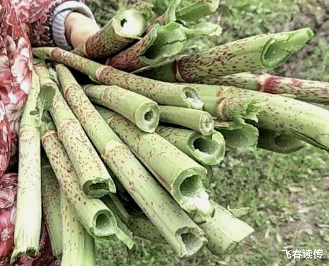 科学家|植物入侵，能导致人自杀，这不是科幻片，是历史和现实