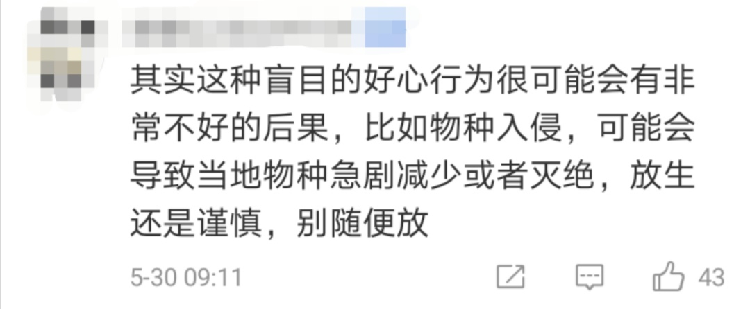 『』鲤鱼“莽子”遇害后续：市民陆续投放二莽三莽四莽，结果...