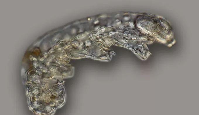 「水熊」水熊虫能活到太阳毁灭？科学家发现其有一致命弱点！
