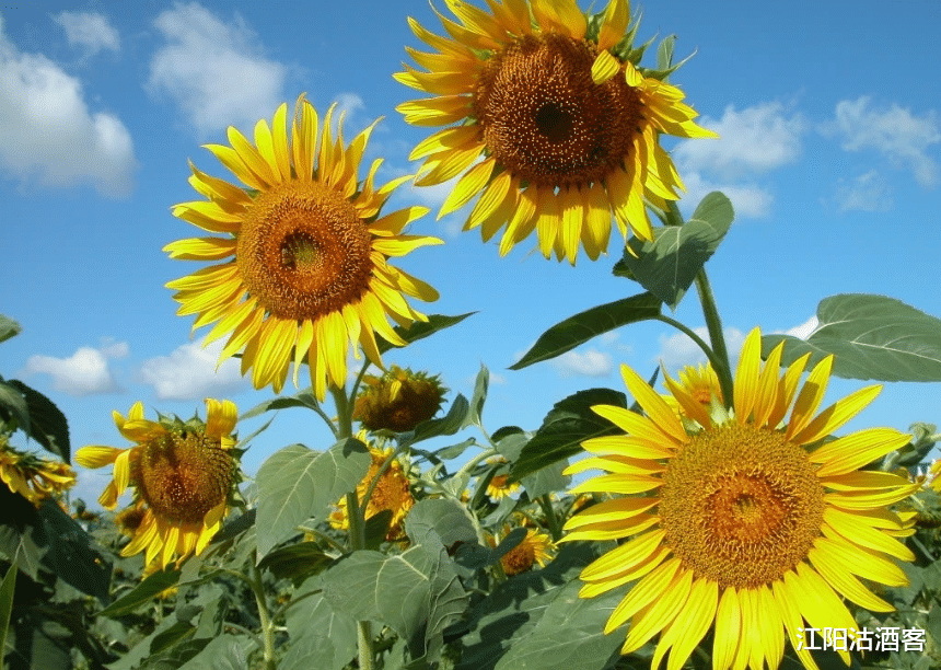 生肖：6月22号财运容易一路“发”的3生肖，事业、前途鸿运当头