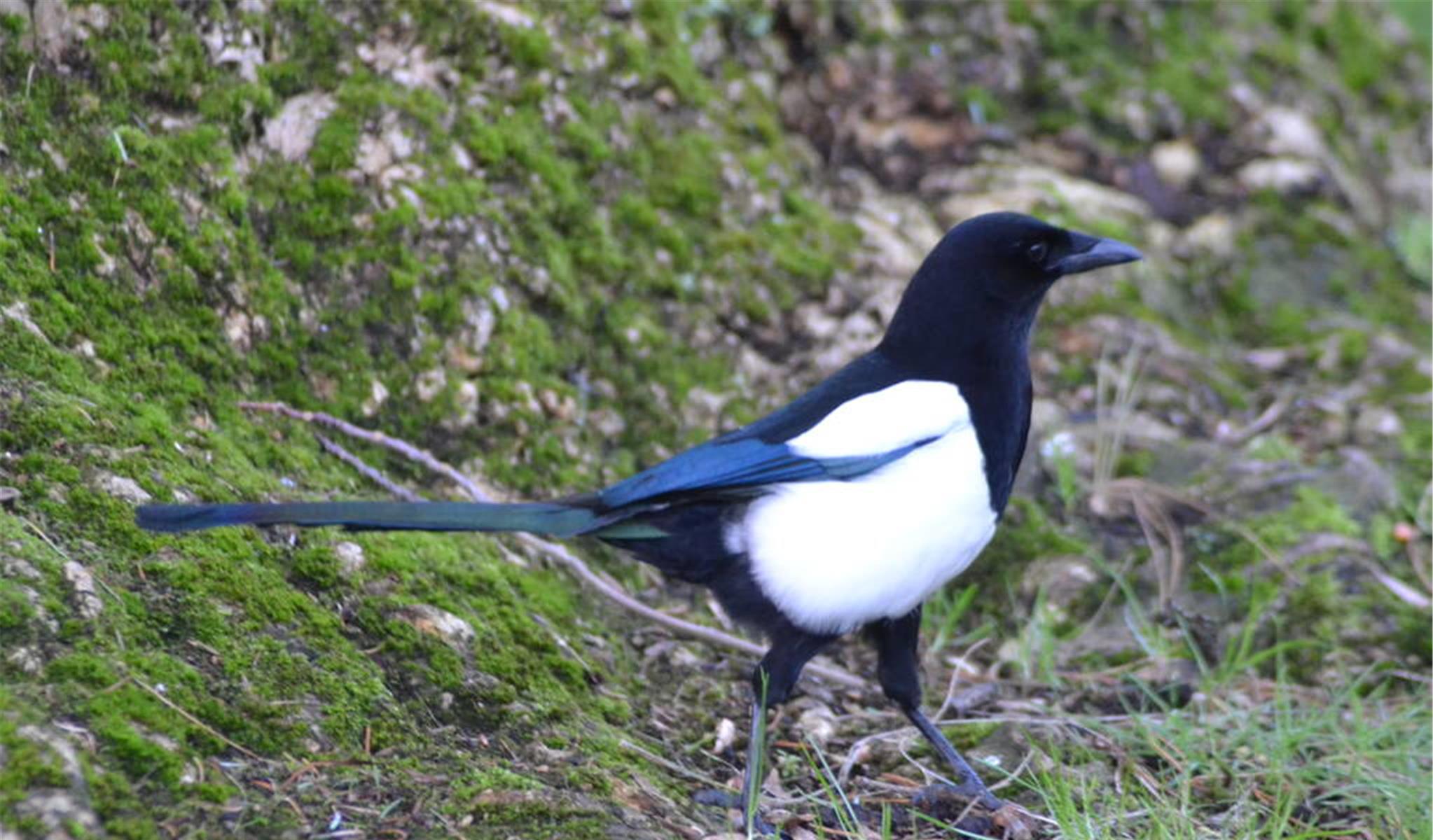 旧爱|未来10天，月老暗中助力，姻缘上上签，3星座喜结良缘顺利脱单