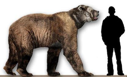 棕熊：介绍十个种类的熊