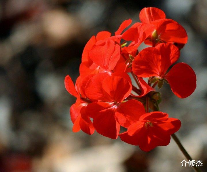 生肖|9月好运不请自来的4大生肖，贵人运高涨，财神随身边，好运连连