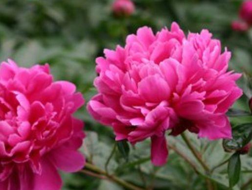 |未来三个月，4属相工作顺利，收获满满，日子旺上加旺