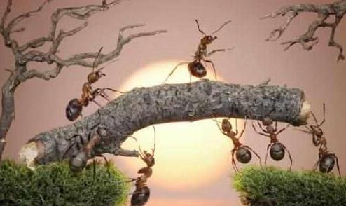 三维空间|四维空间的存在为何人类无法感知？看完这个蚂蚁实验你就明白了