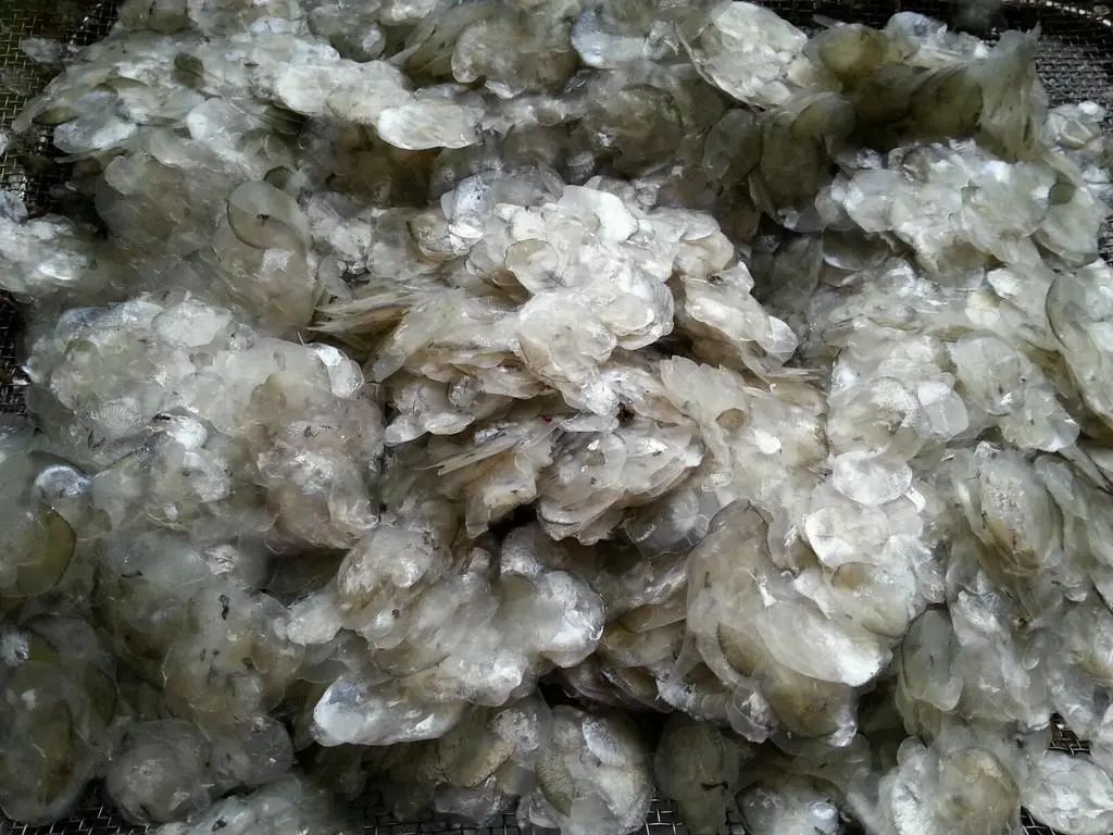 |这东西原本是人人丢弃的下脚料，中国人却把它做成美食，太惊艳了