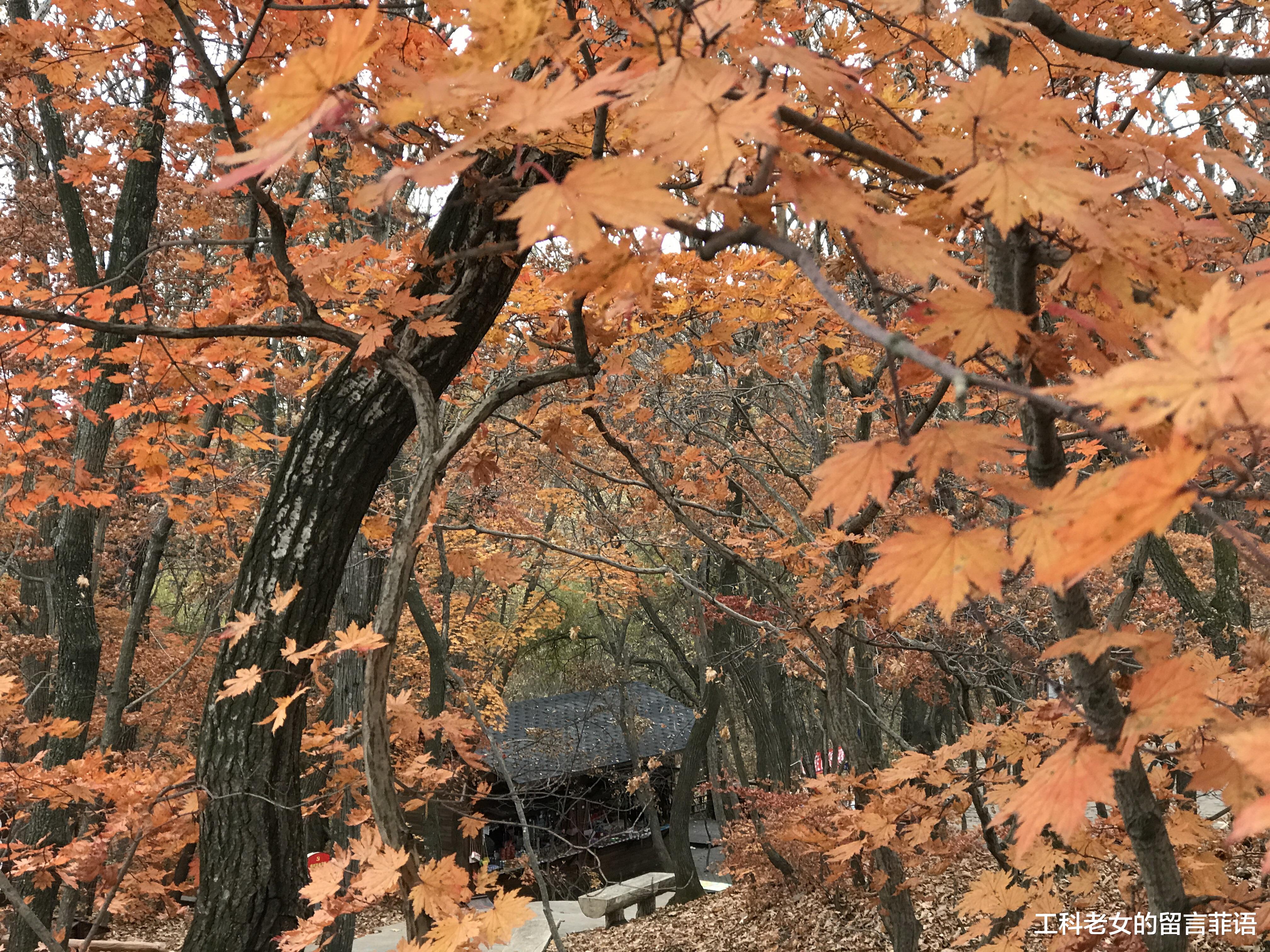 |遗憾啊，就晚了两天，错过人间最美的枫叶
