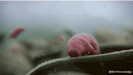 水熊|水熊虫的弱点在哪里?看似杀不死的水熊虫,其实也很脆弱