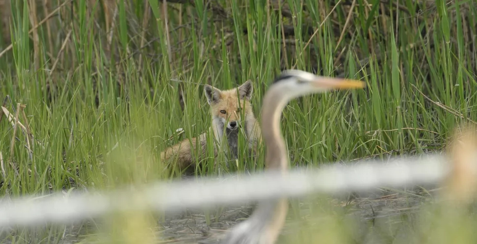 苍鹭|惨烈！蛇鳗从苍鹭肚中钻出，苍鹭仍淡定飞翔，最后怎样了？
