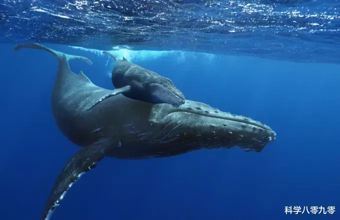 座头鲸|座头鲸为何要干扰虎鲸捕食?座头鲸:小时候咬过我,现在甭想吃饭