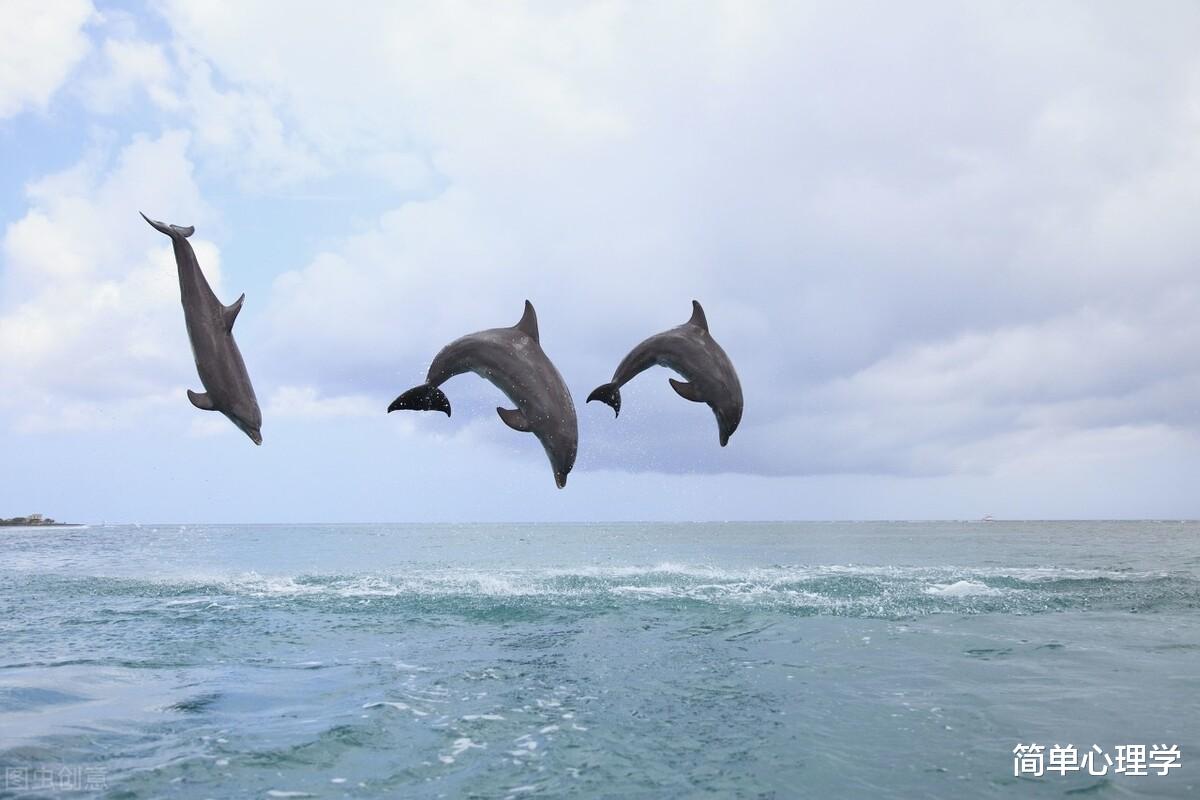 心理測試：4張海豚照片，你最喜歡哪張？測你的感情觀-圖3