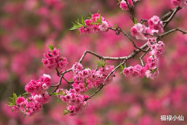 属狗|10月寒露至，凉意四起，有3个生肖的“事业桃花”却迎来暖意，良缘可成