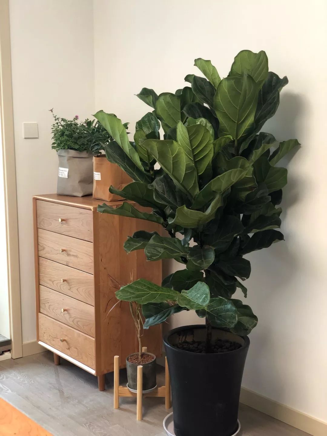 绿植怎么种更美？多种几盆，摆上架子，美出天际！