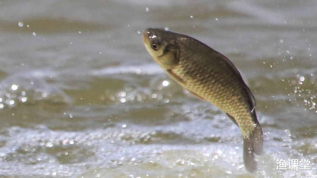饵料|为啥河里全是鱼，就是不上钩？可能子线长度有错，照此数据调整吧