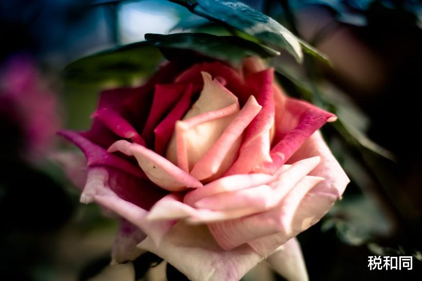 #生肖#6月18号，抽中好运上上签，3生肖喜事连连，财运迎来一波高峰期