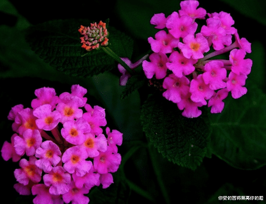 吉星|9月上旬，4属相吉星伴身，横财大奖接不停，生活水平步步高升