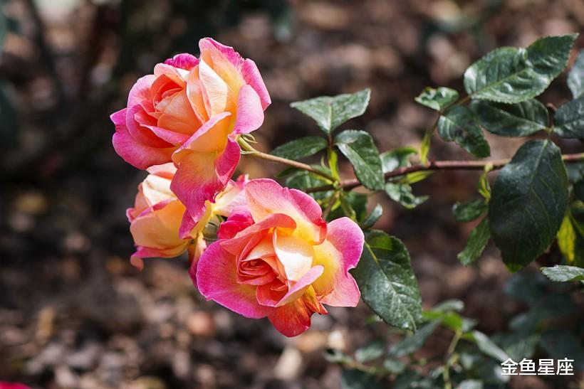 生肖▲6月30号,迎接好运傍身的生肖,财路畅通,财运大迸发,接喜