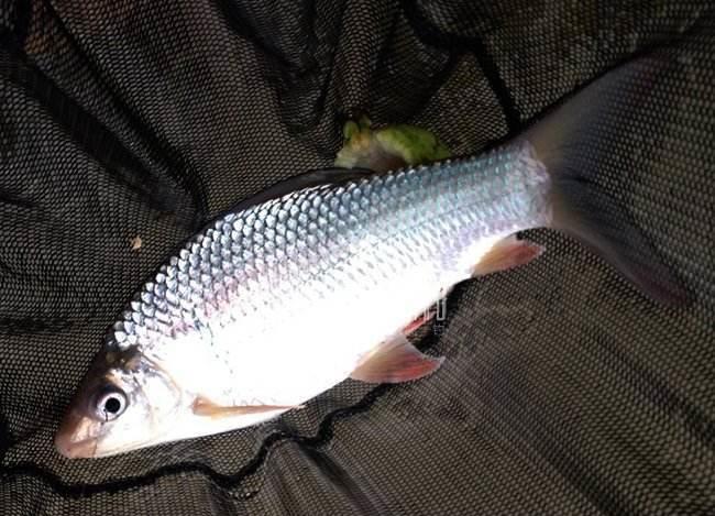 【】为什么越来越多人垂钓土鲮喜欢用短子线？这些原因你知道吗？