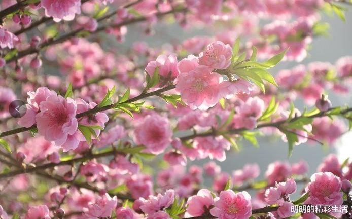 「生肖」7月8号前程似锦，财运挡不住，即将迎来辉煌的3个属相！