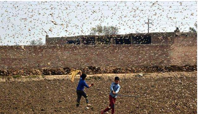 「印度」4000亿蝗虫一夜消失，怎么做到的？看看它们去的是哪个国家