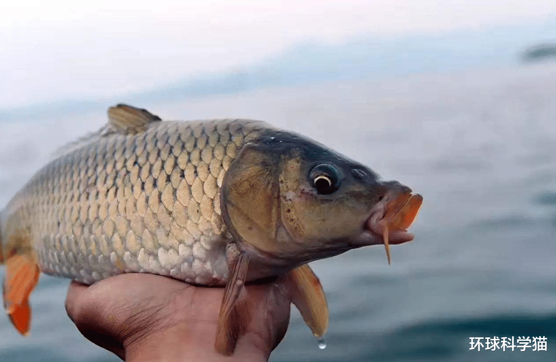 水底奥秘|淡水鱼没法在海水里存活，黄河每天大量鱼进入大海，鱼都去哪了？