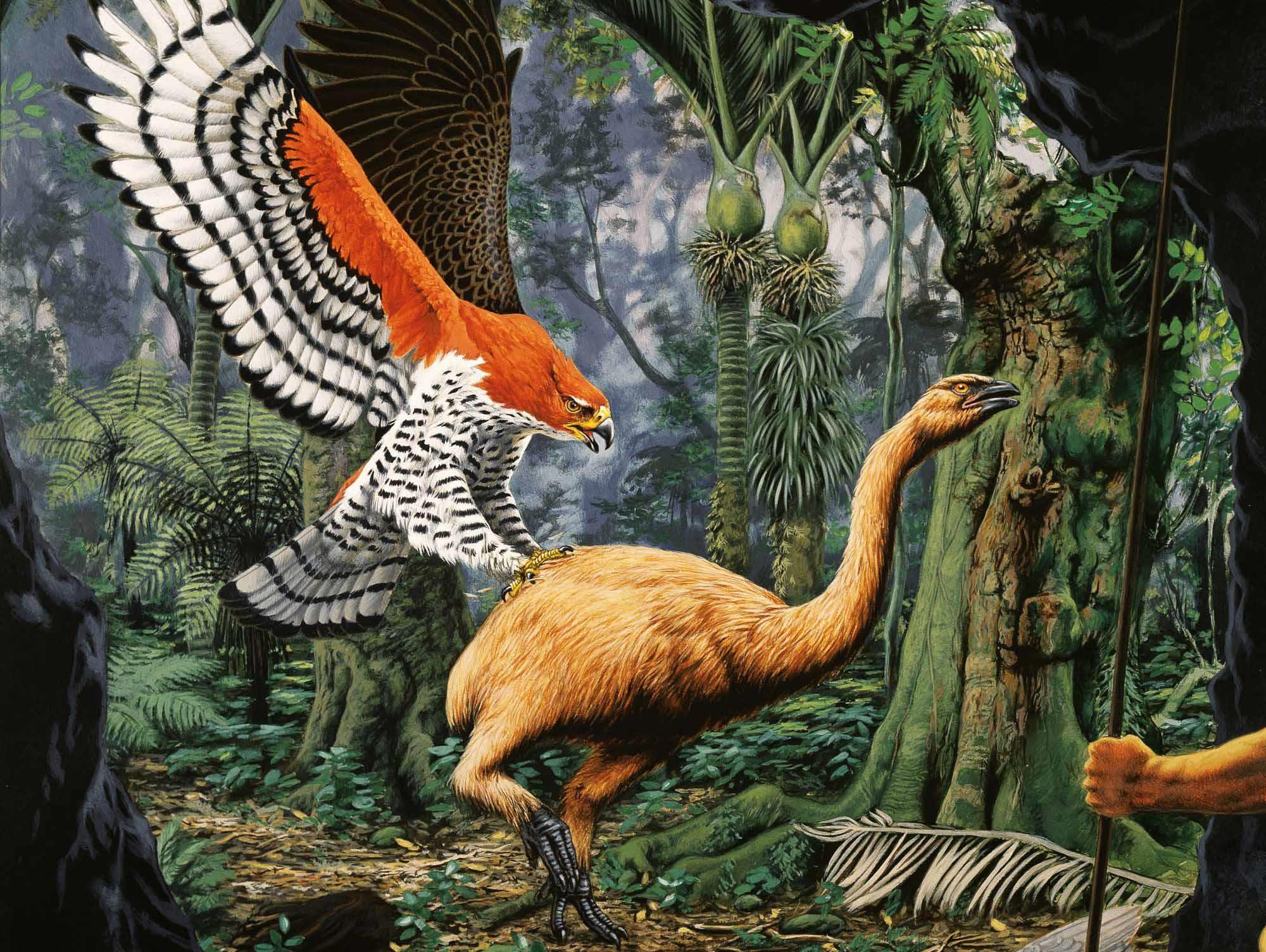 |世界上最恐怖的老鹰，以捕食人类闻名，最终被人类捕杀灭亡