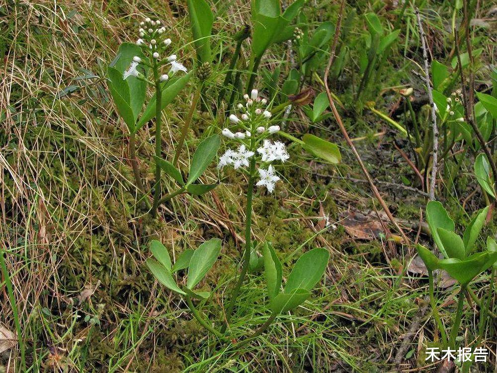 疾病|农村一种独特野草，吃了让人想睡觉，人称“暝菜”，曾是失眠良方