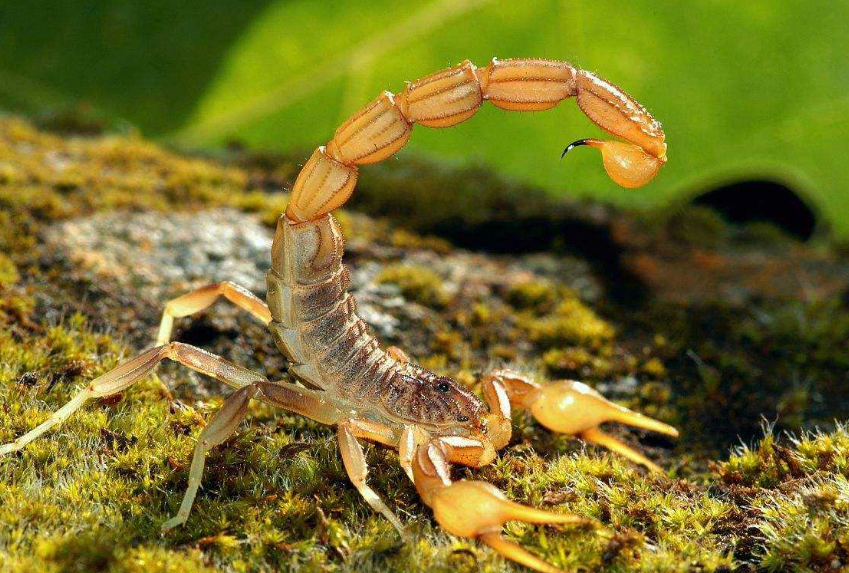 火星探测器|将剧毒蝎子饿6天，到崩溃边缘时扔去一只面包虫，结果会怎样？