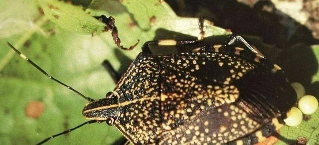 中子星|“打屁虫”是种什么昆虫？为什么有人高价收购呢？