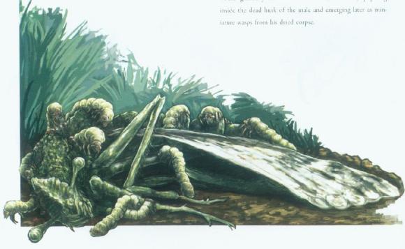 『仰泳』骷髅岛生物设定 昆虫篇