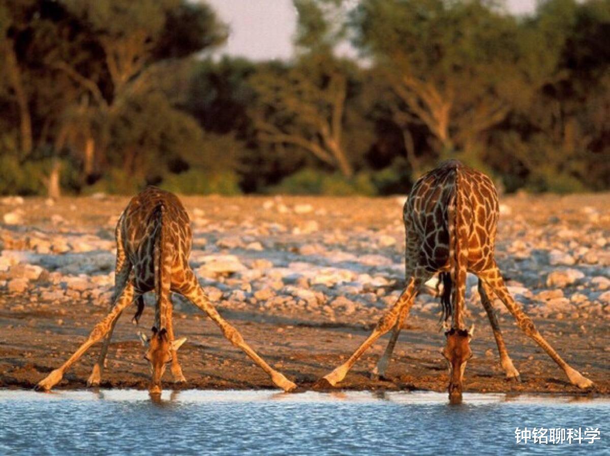@长颈鹿：交配时间最短的动物