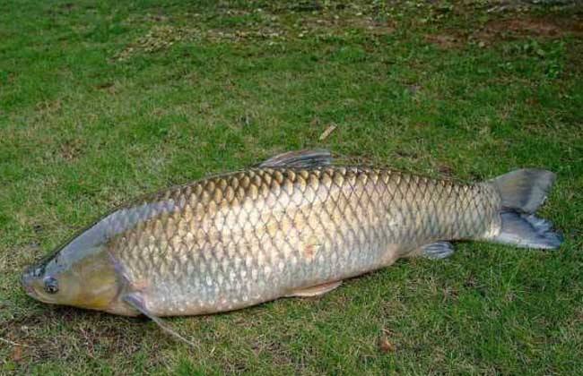 |野钓没有实战的理论是对鱼耍流氓，钓鱼进阶路，常犯错误您占几条
