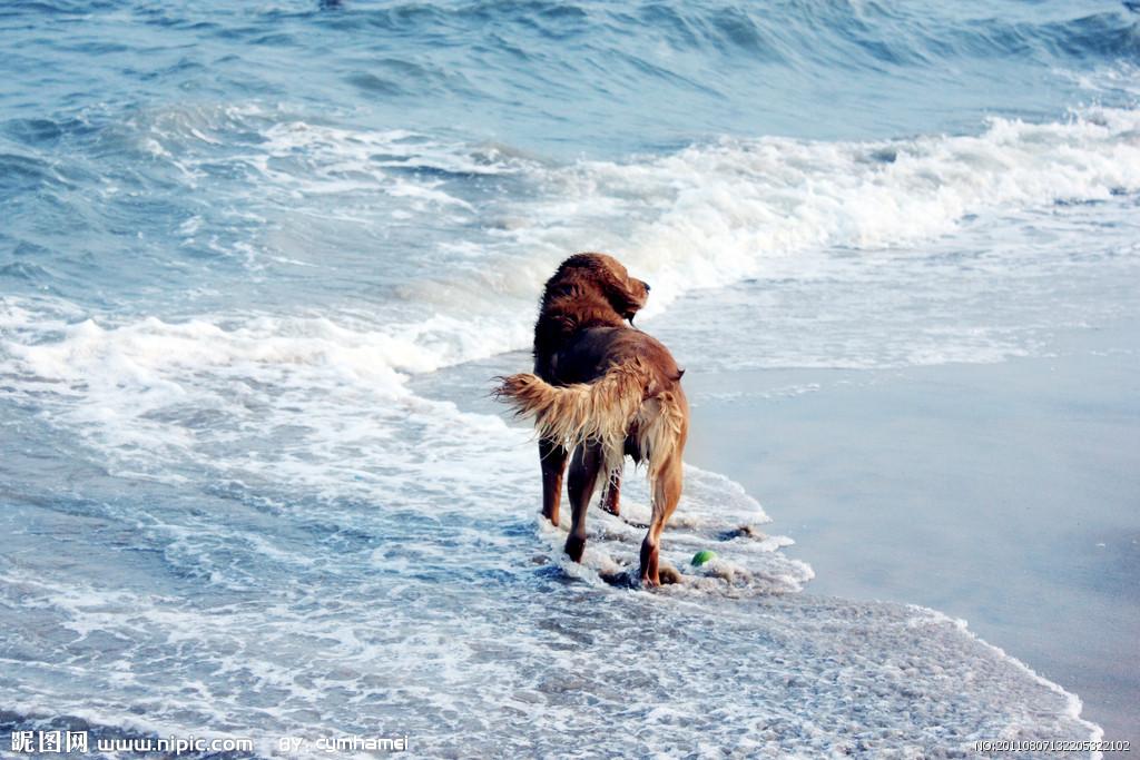 归元文化网 李顺林散文《大海情怀》/孙祝田评鉴: 诗人散文里透出的诗意特质