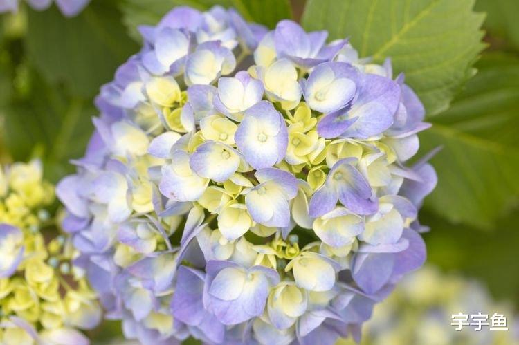 属鸡|9月开始有贵人相助，霉运散尽，赚钱轻松，福气常在的四大生肖