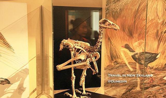 |世界上最恐怖的老鹰，以捕食人类闻名，最终被人类捕杀灭亡