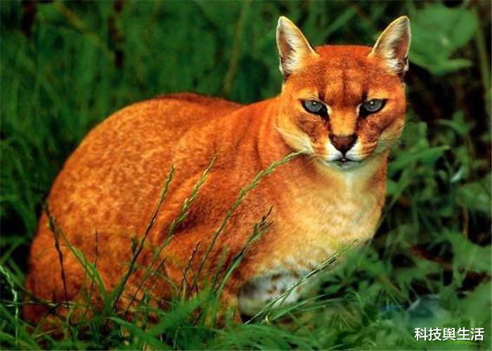 【老虎】被老虎视作仇敌的猛兽，杀伤力不是盖的，见过的人寥寥无几！