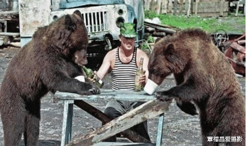 显微镜|为什么俄罗斯的狗熊看起来不那么凶，甚至和人类玩得很好？