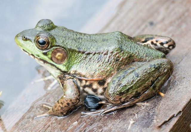 民生播报 泥鳅、牛蛙都被检出兽药问题,去这两家超市要当心,别不当回事!