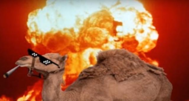 [骆驼]几个死掉却比活着更危害人类的动物，其中之一是我们常见的骆驼