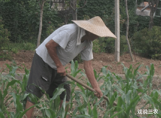 粮价|如果大家都不种地，先挨饿的是农民还是城里人？历史告诉我们答案
