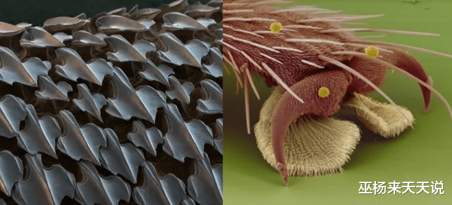 显微镜|22张显微镜下看到的奇妙的照片，看完还敢这样刮胡子吗？