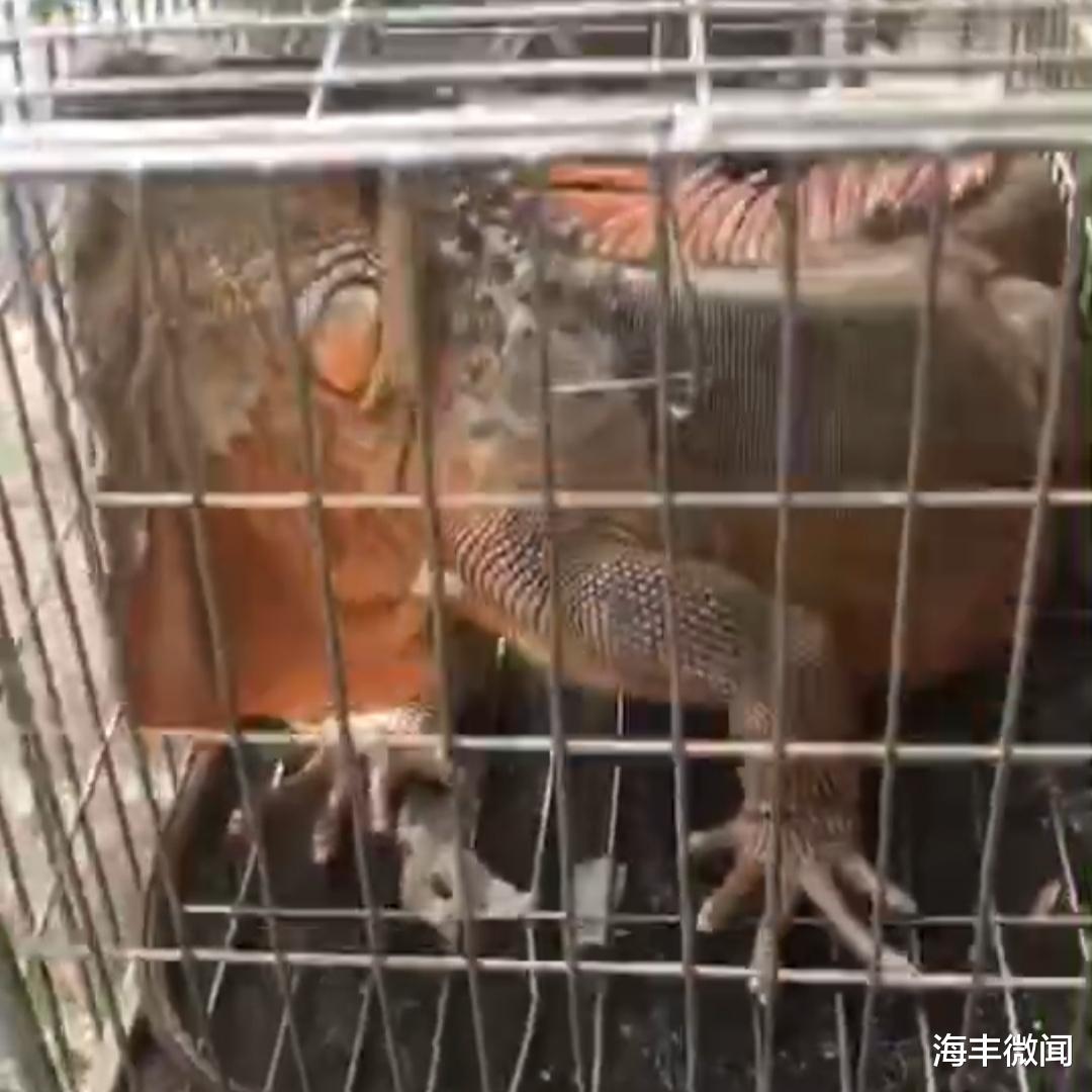海丰|海丰网友发出的这只罕见动物，长相太吓人了！