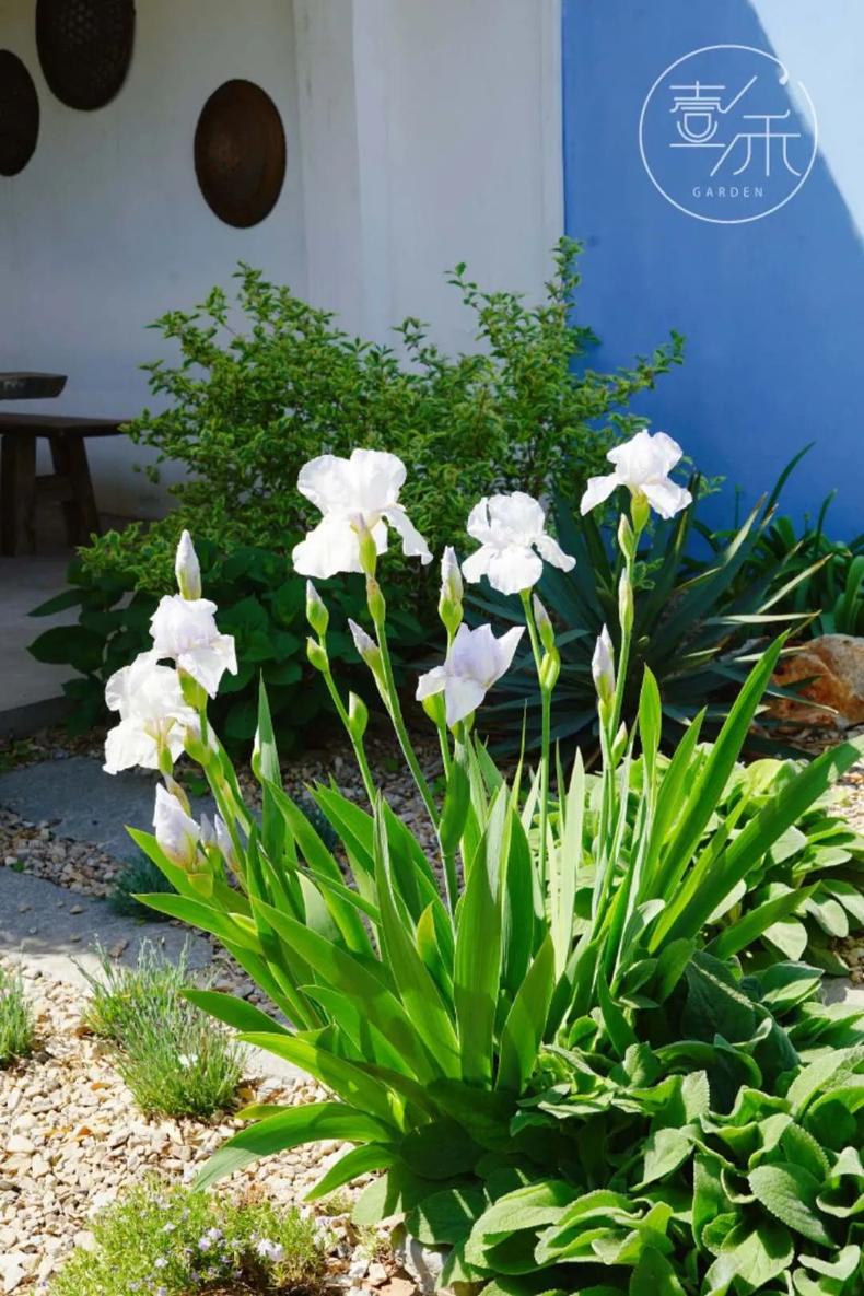 子木|沙地花园，低维护成本的花园设计