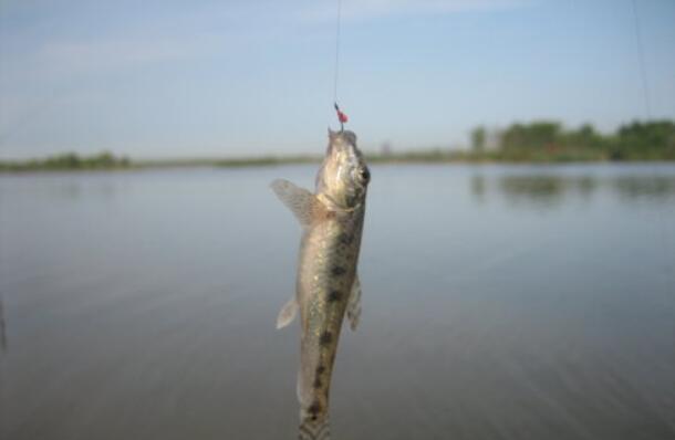 【】农村这种鱼，儿时很多，钓鱼人见到就头大，如今却5元一条很稀罕