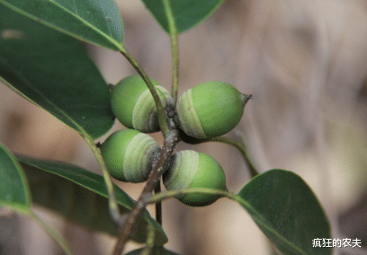 |长得酷似陀螺，曾是人类的粮食，做豆腐是一绝，如今无人问津了