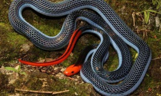 毒蛇|世界上毒性最大的毒蛇之一，“冰火蛇”为何能称霸蛇界？